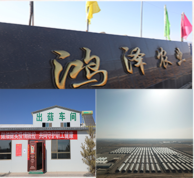 甘肃PYQ-1200蒸汽锅炉食用菌项目